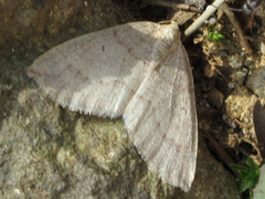 Idiotephria debilitata