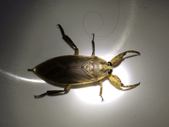 Lethocerus medius