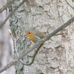 Erithacus rubecula