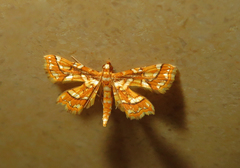 Cymoriza