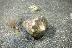 Conus canariensis