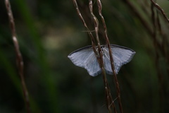 Lepidoptera