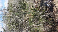 Diospyros manampetsae