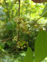 Actinidia callosa discolor