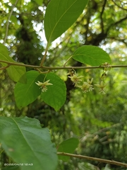 Actinidia callosa discolor
