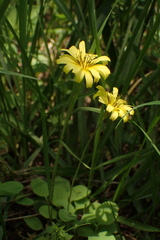 Ixeris stolonifera