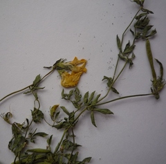 Lotus stepposus