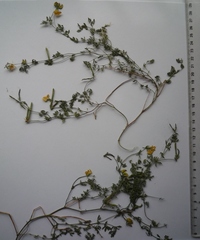 Lotus stepposus
