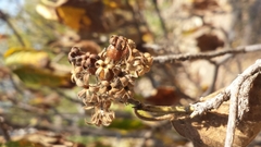 Schizenterospermum
