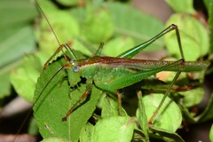 Conocephalomima barameda