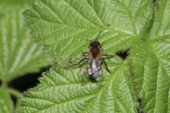 Andrena nitida