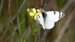 Euchloe