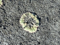 Ricciaceae