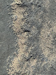 Ricciaceae