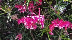 Grevillea rosmarinifolia