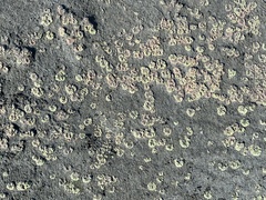 Ricciaceae