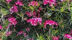 Grevillea rosmarinifolia