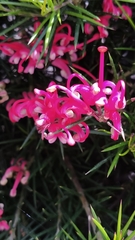 Grevillea rosmarinifolia