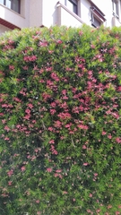 Grevillea rosmarinifolia