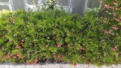 Grevillea rosmarinifolia