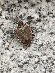 Halyomorpha halys