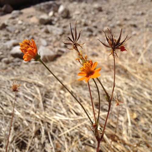 Yellow Cosmos
