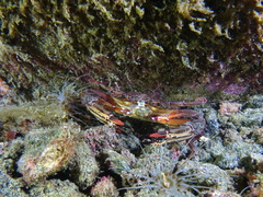 Cronius ruber