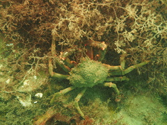 Leptomithrax australis