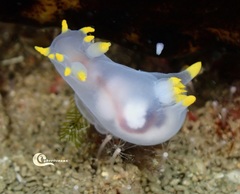 Polycera kernowensis