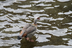 Alopochen aegyptiaca