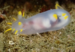 Polycera kernowensis