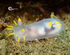 Polycera kernowensis