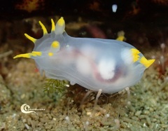 Polycera kernowensis