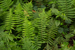 Arthropteris orientalis