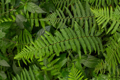 Arthropteris orientalis