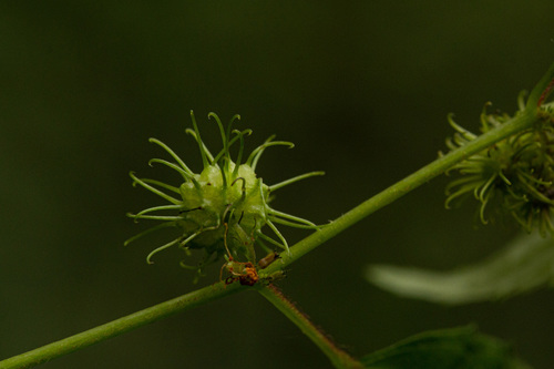 Triumfetta annua image