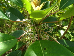 Daphniphyllum calycinum
