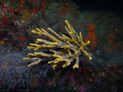 Axinella