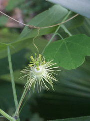 Passiflora filipes