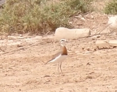 Charadrius asiaticus