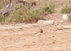 Charadrius asiaticus