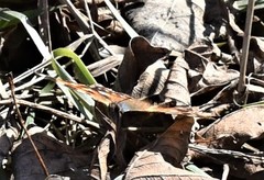 Nymphalis