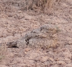 Caprimulgus aegyptius