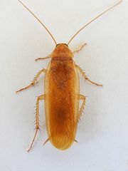 Parcoblatta notha
