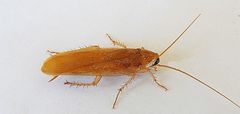 Parcoblatta notha