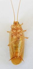 Parcoblatta notha