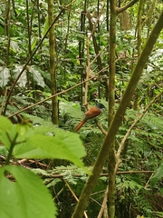 Terpsiphone bourbonnensis