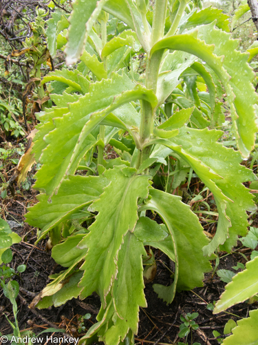 Sneeze Plant