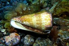 Conus canariensis
