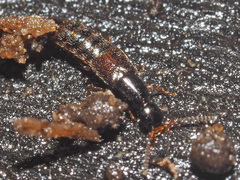 Gabrius splendidulus